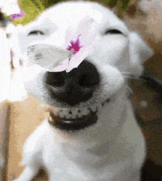 my delicious lechon dinosaur